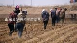 山东最好的果树苗基地,杭州哪里有花卉及小型植物盆景批发的市场，商家及苗
