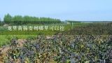 龙里黄杨贵州哪里可以挖,四川雅安有野生黄杨木吗？