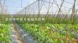 北京哪些苗木基地有梓树,济南在哪能买到葡萄苗？
