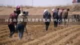 河北省昌黎县双源苗木基地有鸡心果树苗吗？