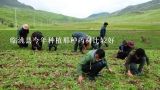 临洮县今年种植那种药材比较好,在临洮能种植什么水果？