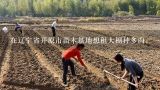 在辽宁省开原市苗木基地想租大棚种多肉，一年大棚要多少钱,京梅是苗木类还是花卉类？
