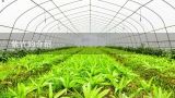 紫竹的介绍,紫竹的种植管理与经济利用
