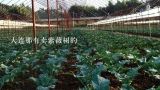 大连那有卖紫薇树的,秦皇岛山水园林绿化培植基地怎么样？