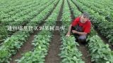 通州哪里能买到果树苗呢,北京通州这边有没有大型的苗木市场？在哪里啊