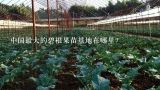 中国最大的碧根果苗基地在哪里？“早熟梨” 百科？