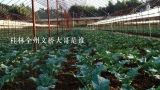 桂林全州文桥大哥是谁,脆蜜金柑在江苏可以种植吗