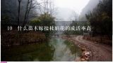 10 什么苗木嫁接杜娟花的成活率高,北京哪有种植杜鹃花的基地？