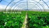 杨树树苗批发价格,临泉县内那里有卖杨树苗的地方