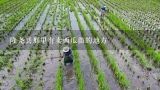 隆尧县那里有卖西瓜苗的地方,湖北襄樊市有什么土特产