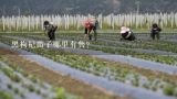 黑枸杞苗子哪里有售？北京最大的花卉种植基地