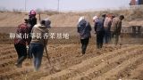 聊城市莘县香菜基地,云南大型香菜种植基地有几个？