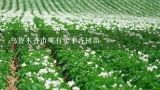 乌鲁木齐市哪有卖丁香树苗,吉林省松原市苗圃有没有丁香树苗