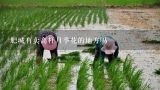 肥城有卖高杆月季花的地方吗,武汉哪里园林苗圃基地最大？