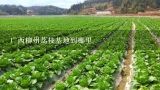 广西柳州荔枝基地到哪里,广西蒙山哪里产荔枝最多？