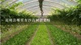 嵩明县哪里有沙高树苗卖呀,昆明哪里有果树苗出售：樱桃、石榴、苹果、杨梅、梨