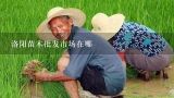 洛阳苗木批发市场在哪,延津县绿森林业有限公司怎么样？