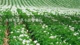 青州观赏草小苗哪家好,上海大型苗圃基地有哪些