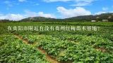 在贵阳市附近有没有贵州红梅苗木基地？