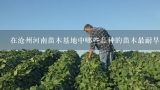 在沧州河南苗木基地中哪些品种的苗木最耐旱性强?