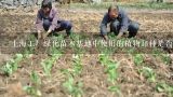 上海工厂绿化苗木基地中使用的植物品种是否具有抗病虫害的能力?