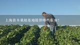 上海苗木栽植基地提供哪些服务?