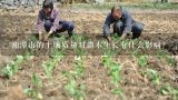 湘潭市的土壤质量对苗木生长有什么影响?