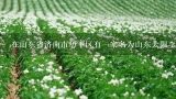 在山东省济南市历下区有一家名为山东太阳李苗木种植基地的企业吗?