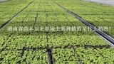 湖南省苗木卫矛基地主要种植的是什么植物?