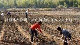 昌恒林产徐州市徐庄镇境内有多少亩土地用于种植珙桐树?