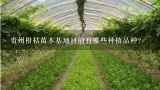 贵州柑桔苗木基地目前有哪些种植品种?