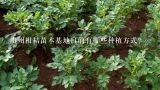 贵州柑桔苗木基地目前有哪些种植方式?