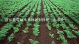 澄江蓝莓苗木基地如何保护生态系统?