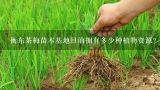 衡东茶梅苗木基地目前拥有多少种植物资源?