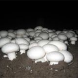 双孢菇冬季管理技术