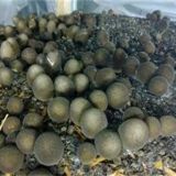 草菇生长异常的原因及预防措施