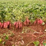 红薯的生长习性和环境规定