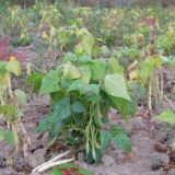 芸豆的种植技术