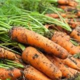 胡萝卜高产施肥技术