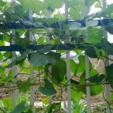 葫芦种子价格及种植方法