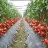 番茄套种豆角种植技术