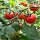 西红柿萼片干尖原因及防治方法