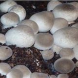 草菇的繁殖方法