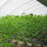 夏季西红柿肥水管理