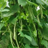 四季豆种植的注意事项