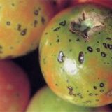 秋季西红柿的常见病害及防治