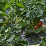 西红柿空穗原因及解决方法
