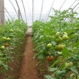 大棚番茄怎么种？大棚番茄种植技术