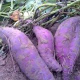 紫薯种植技术