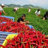 辣椒高产种植技术(4)